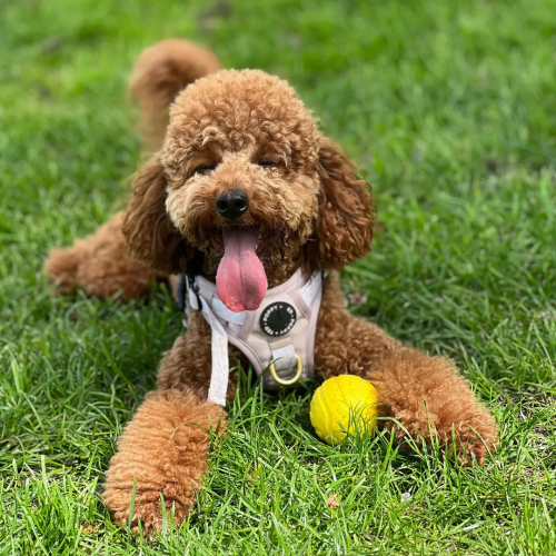 How Long Should You Walk Your Miniature Poodle?