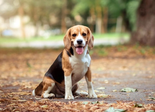 Why Is My Beagle So Energetic?
