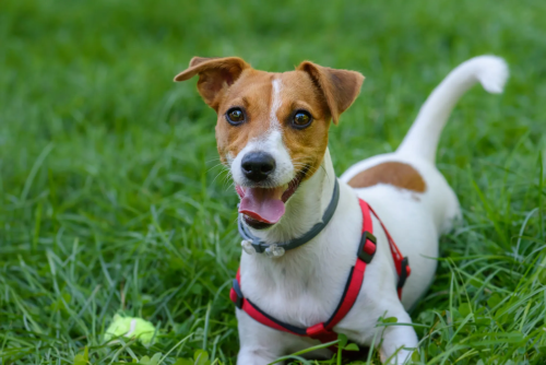 How to Keep Your Jack Russell Active with Proper Walks