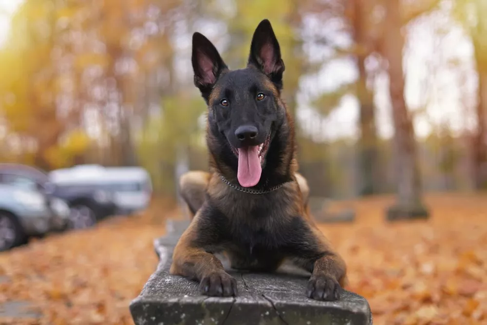 Why are Belgian Malinois so special?