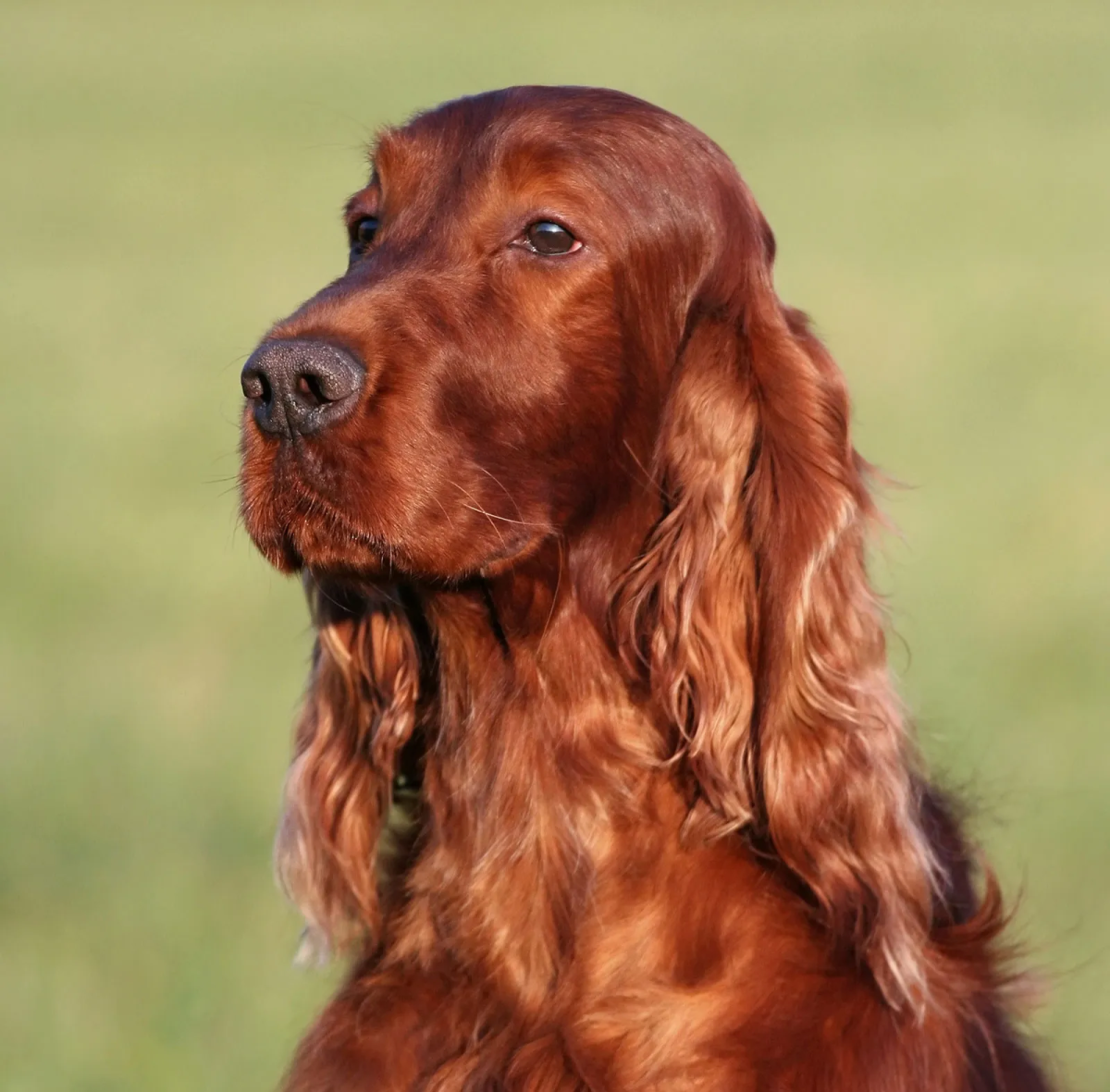 Fun Ways to Exercise Your Irish Setter at Home