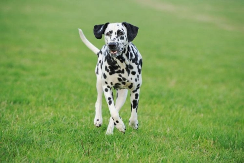 What Are the Behavior Issues of a Dalmatian?
