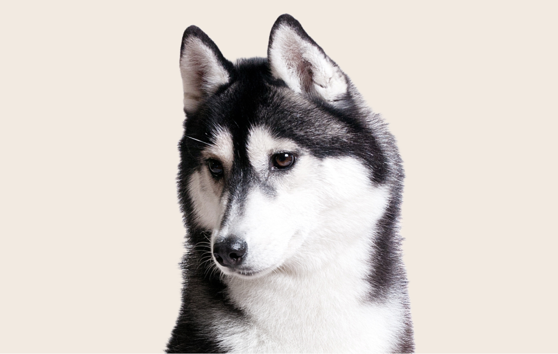 Managing Your Husky's Energy Levels Effectively