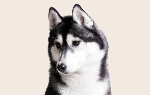 Managing Your Husky's Energy Levels Effectively