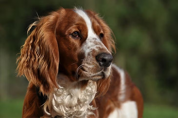 Are Springer Spaniels Hyperactive?
