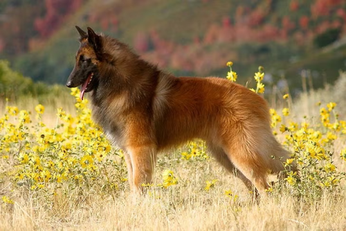 Understanding the Energy Levels of Belgian Malinois