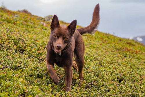 Are Australian Kelpies Hyper?