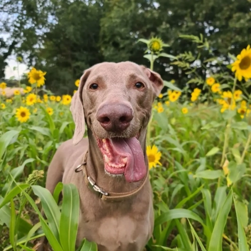 Understanding the Challenges of Owning a Weimaraner