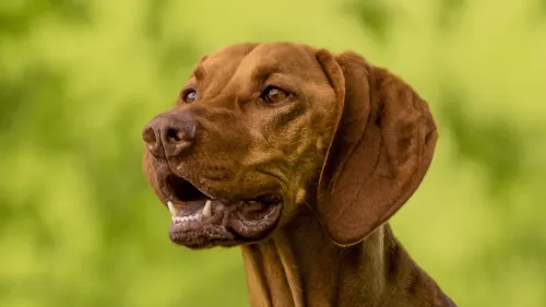 Exploring the Energetic Nature of Vizslas