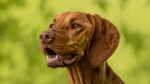 Exploring the Energetic Nature of Vizslas