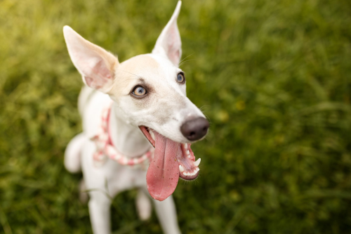 Is A Whippet A High Energy Dog?