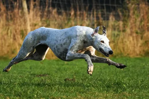 What Is The Exercise Level For A Greyhound?