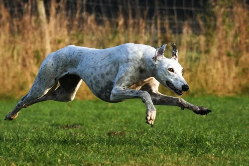 What Is The Exercise Level For A Greyhound?