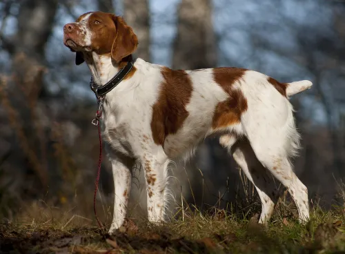 How to Ensure Your Brittany Gets Enough Exercise？