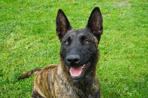Are Dutch Shepherds High Energy Dogs?