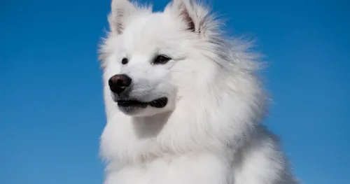 Exploring the Energy Levels of American Eskimo Dogs