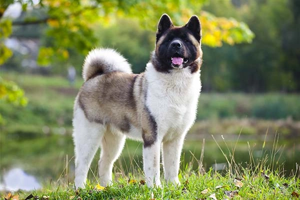 Understanding the Challenges of Owning an Akita