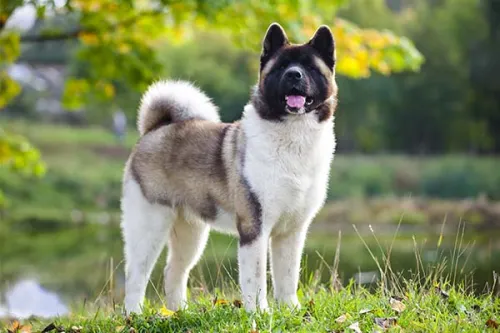 Understanding the Challenges of Owning an Akita