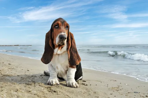 Keeping Your Basset Hound Fit with Daily Exercise