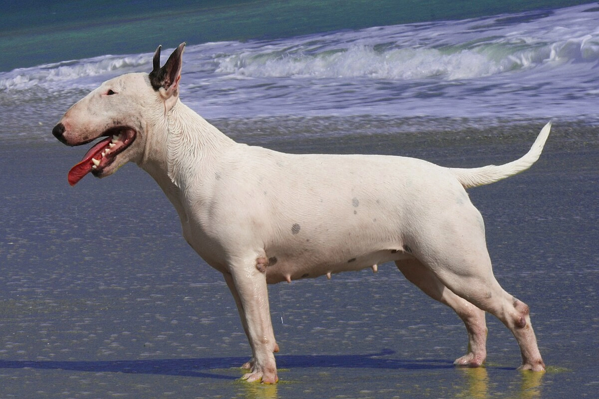 The Most Common Behavioral Problems in Bull Terriers
