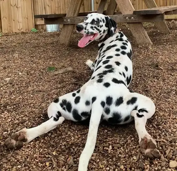 Unlocking the Secrets to Training Dalmatians Effectively
