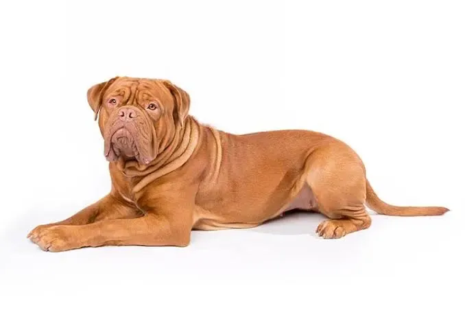 Understanding the Energy Levels of French Mastiffs