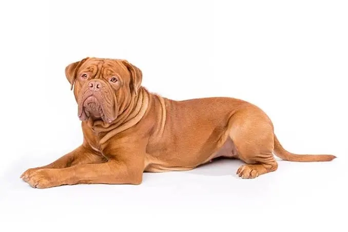 Understanding the Energy Levels of French Mastiffs