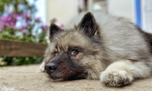 Do Keeshonds Have A Lot Of Energy?