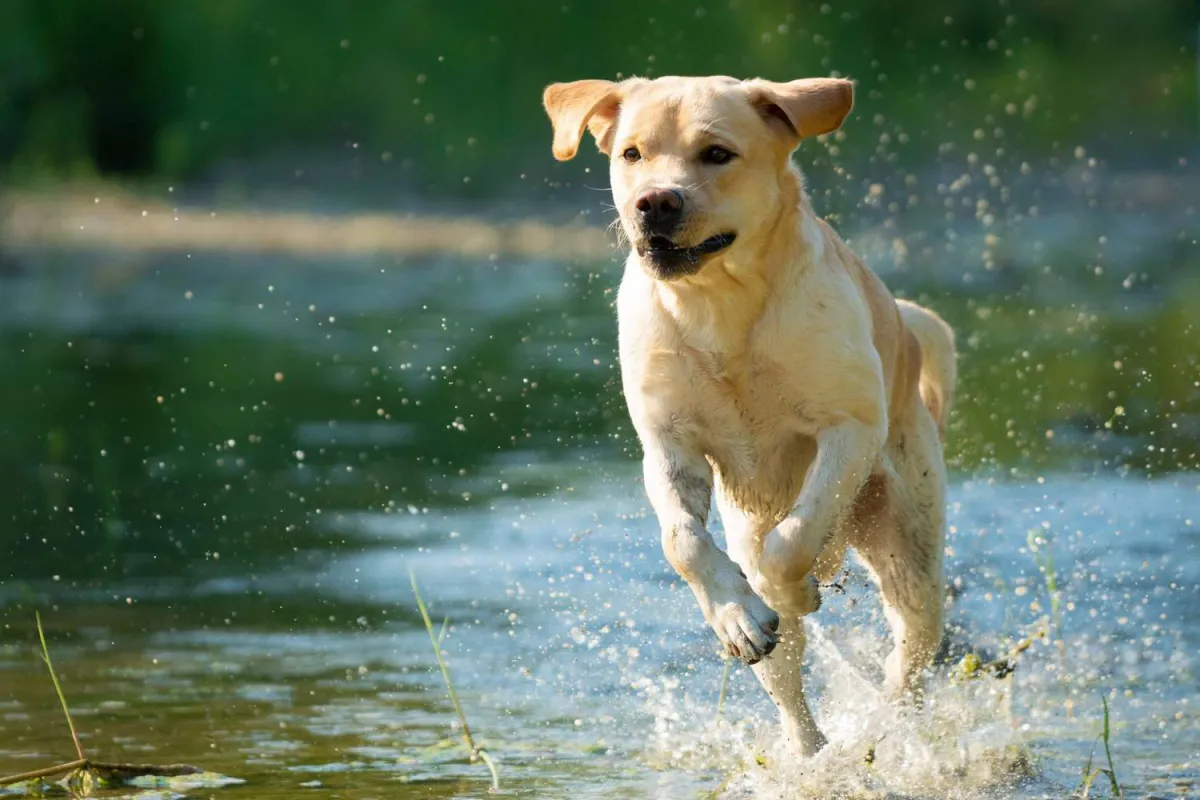 Exploring the High Energy Levels of Labrador Retrievers