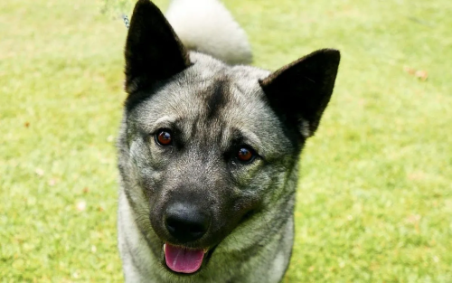 Understanding the Exercise Needs of Norwegian Elkhounds
