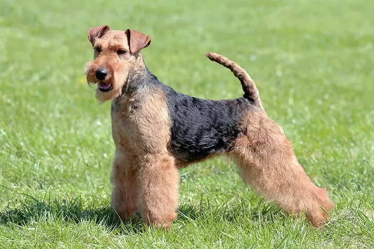 Are Welsh Terriers High Energy?