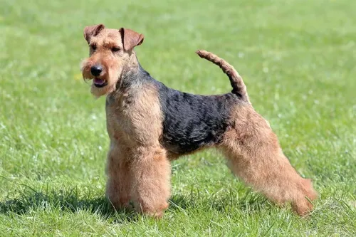 Are Welsh Terriers High Energy?