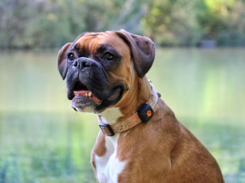 How Long Do Boxers Need to Walk?