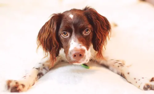 The Active Lifestyle of Brittany Spaniels Explained