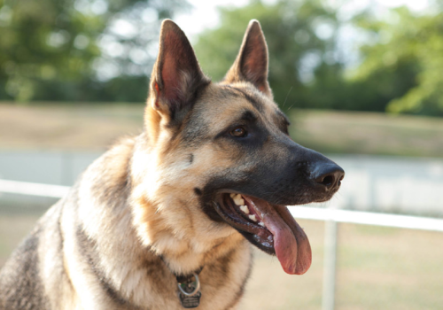 Are German Shepherds Too Energetic?