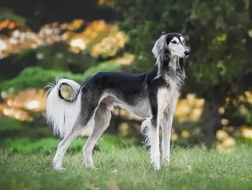 Understanding the Exercise Needs of Your Saluki