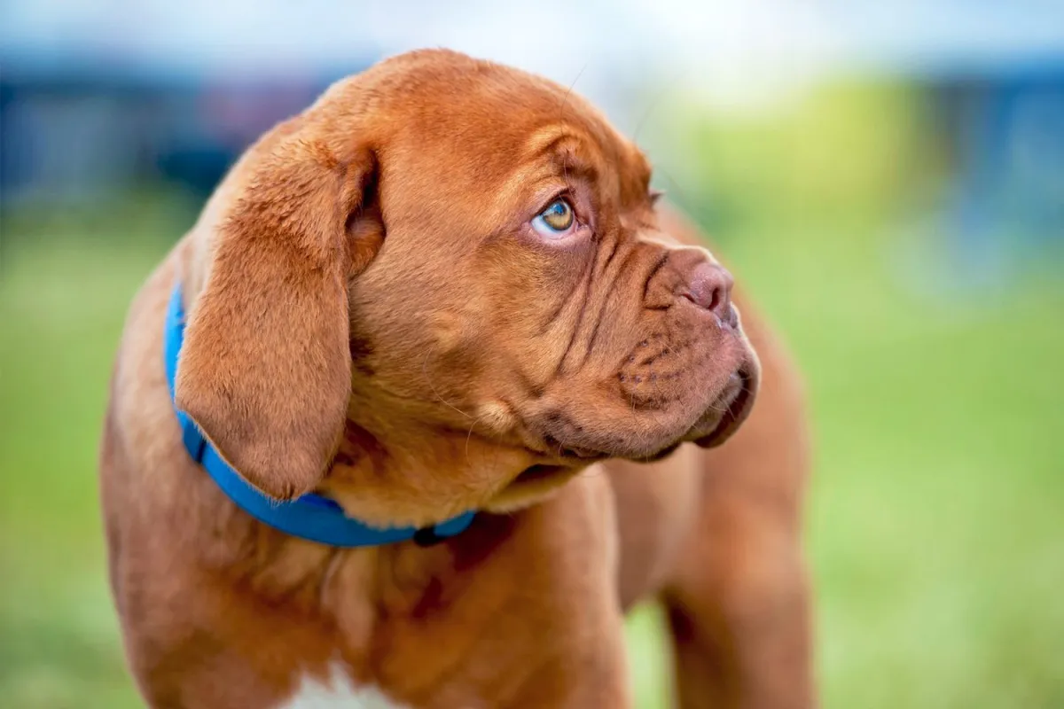 What Is The Energy Level Of A French Mastiff?