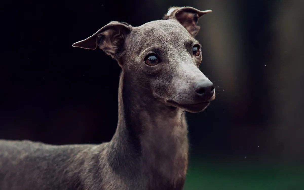 How Much Energy Do Greyhounds Have?