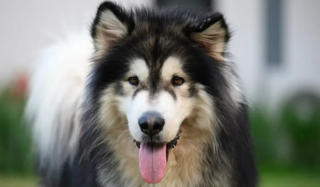 Are Alaskan Malamutes Considered Aggressive Dogs