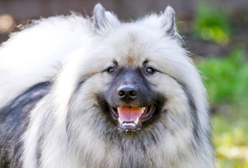 How Much Exercise Do Keeshonds Need?