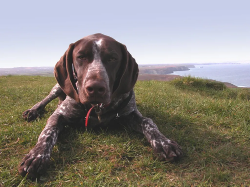 Do German Shorthaired Pointers Have A Lot Of Energy?
