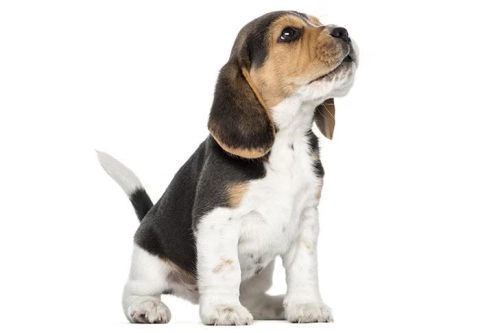 Are Beagles Naturally Aggressive Dogs？