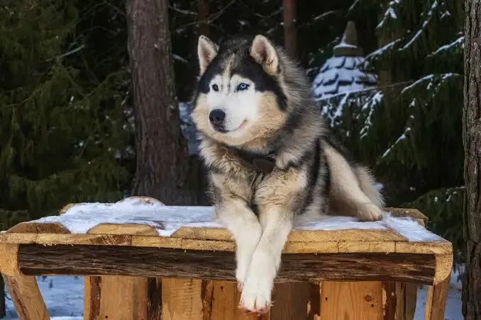 Understanding Common Behavioral Problems in Malamutes