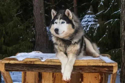 Understanding Common Behavioral Problems in Malamutes