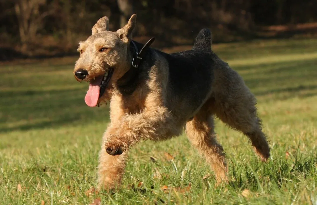 How to Keep Your Terrier Happy and Well Maintained
