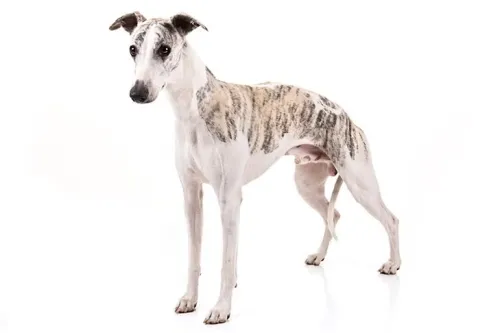 Understanding the Energy Levels of Whippets and Their Exercise Needs