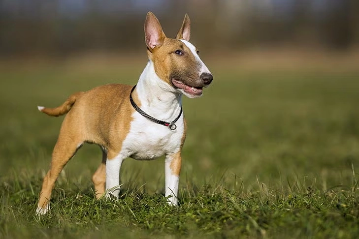 How to Handle the High Energy of Bull Terriers