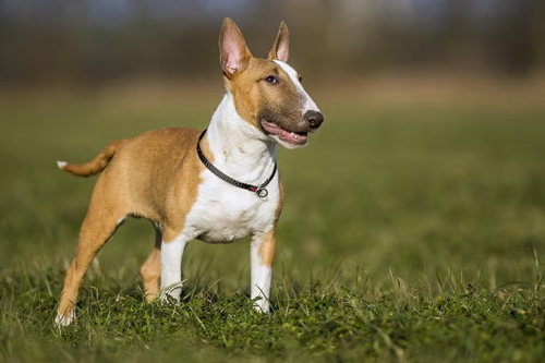 How to Handle the High Energy of Bull Terriers