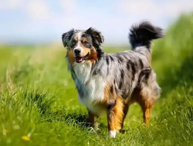 Effective Tips to Manage Anxiety in Your Australian Shepherd