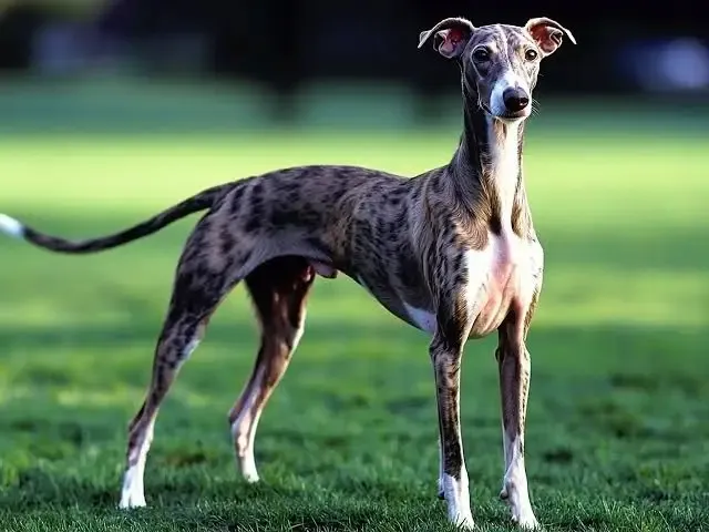 Exploring the Cons of Having a Whippet as a Pet